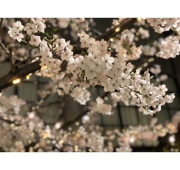 春の夜桜