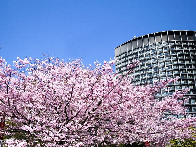 満開の桜が楽しめる国立劇場前