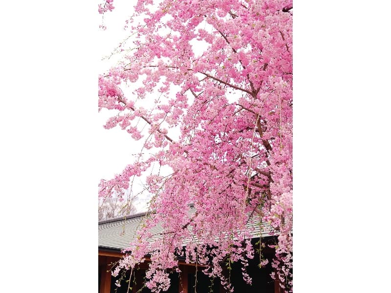 3月下旬～4月上旬頃
徳川園黒門前の東海桜、
エントランスの枝垂桜が見頃を迎えます。