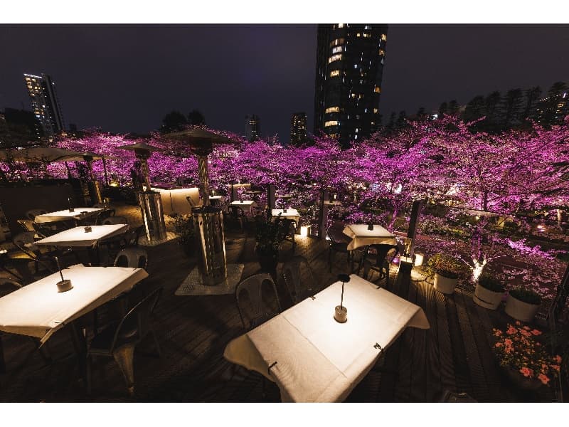 夜桜もライトアップされ幻想的な夜景に