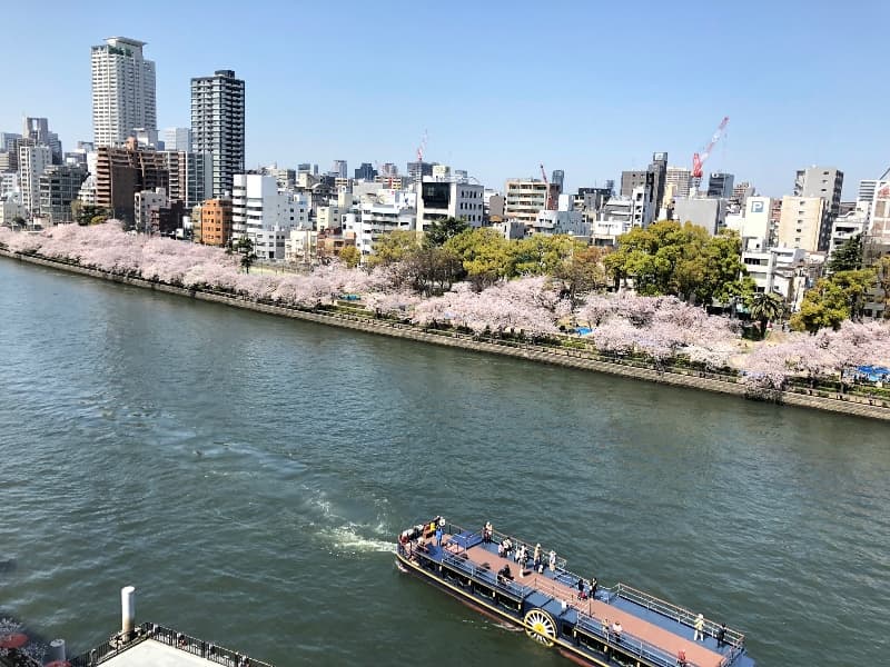 宴会場から見える桜
