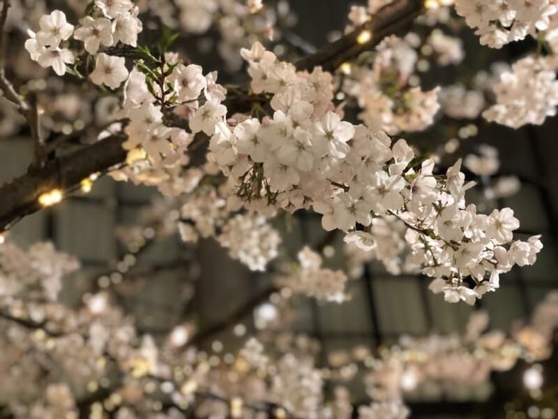 【1階ラ・テラッツァ】
テラスにある大きな桜の木は
3月下旬～4月上旬が見頃です。