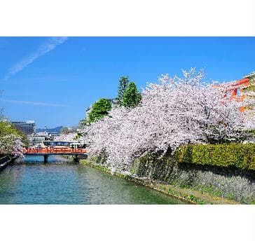 至るところに見事な桜が拝観できます