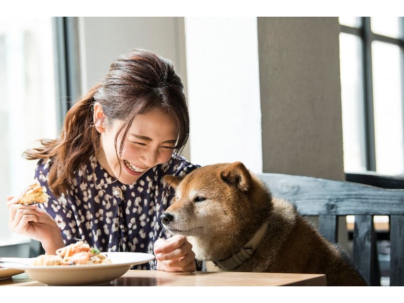 【ワンちゃん料理もお作りします】
専属シェフによる、ワンちゃんのための特別なお料理をお作りできます。
添加物不要・国産食材にこだわったメニューをお楽しみください。※お持ち帰り可