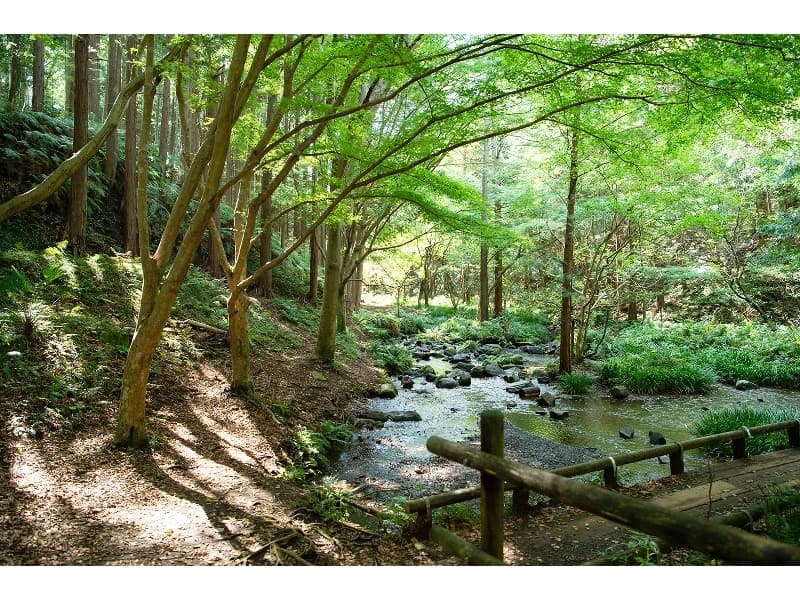 富士山からの湧水のせせらぎ。施設のすぐ裏手にあり、散策路が整備されています。
