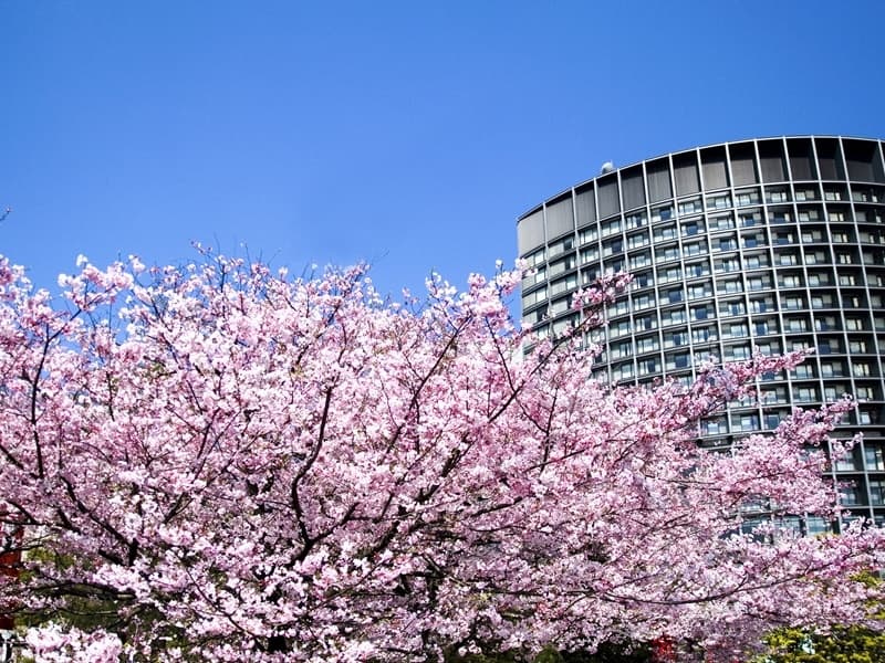 満開の桜が楽しめる国立劇場前
