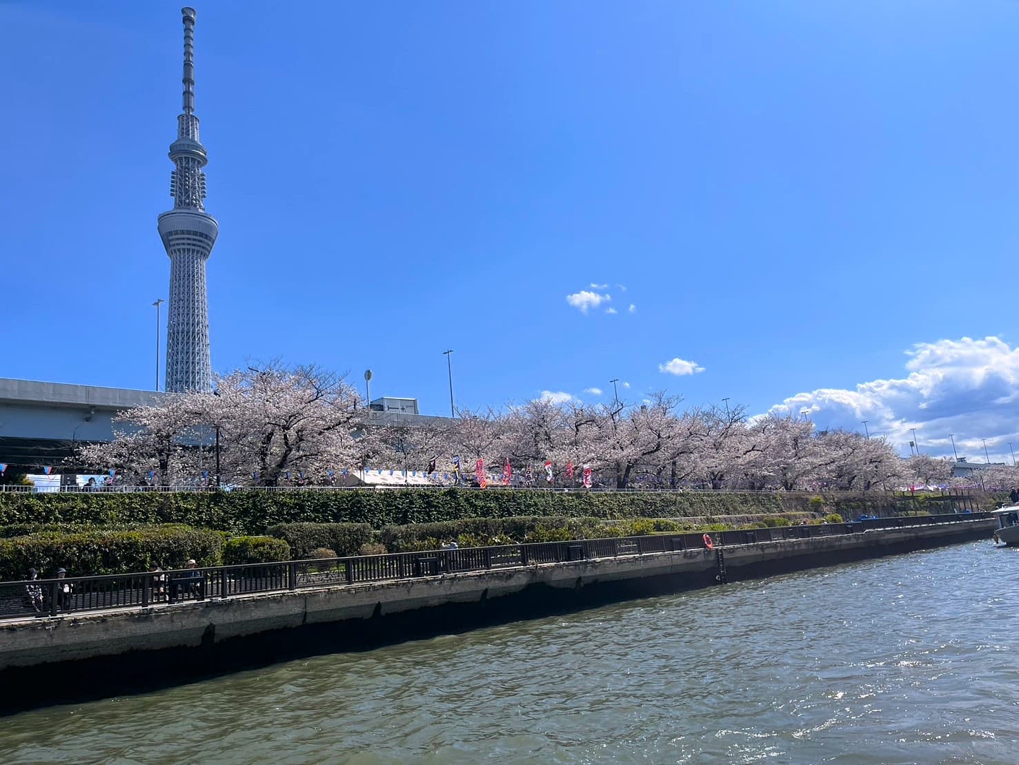 お花見クルージングで、特等席から桜をご覧いただけます。