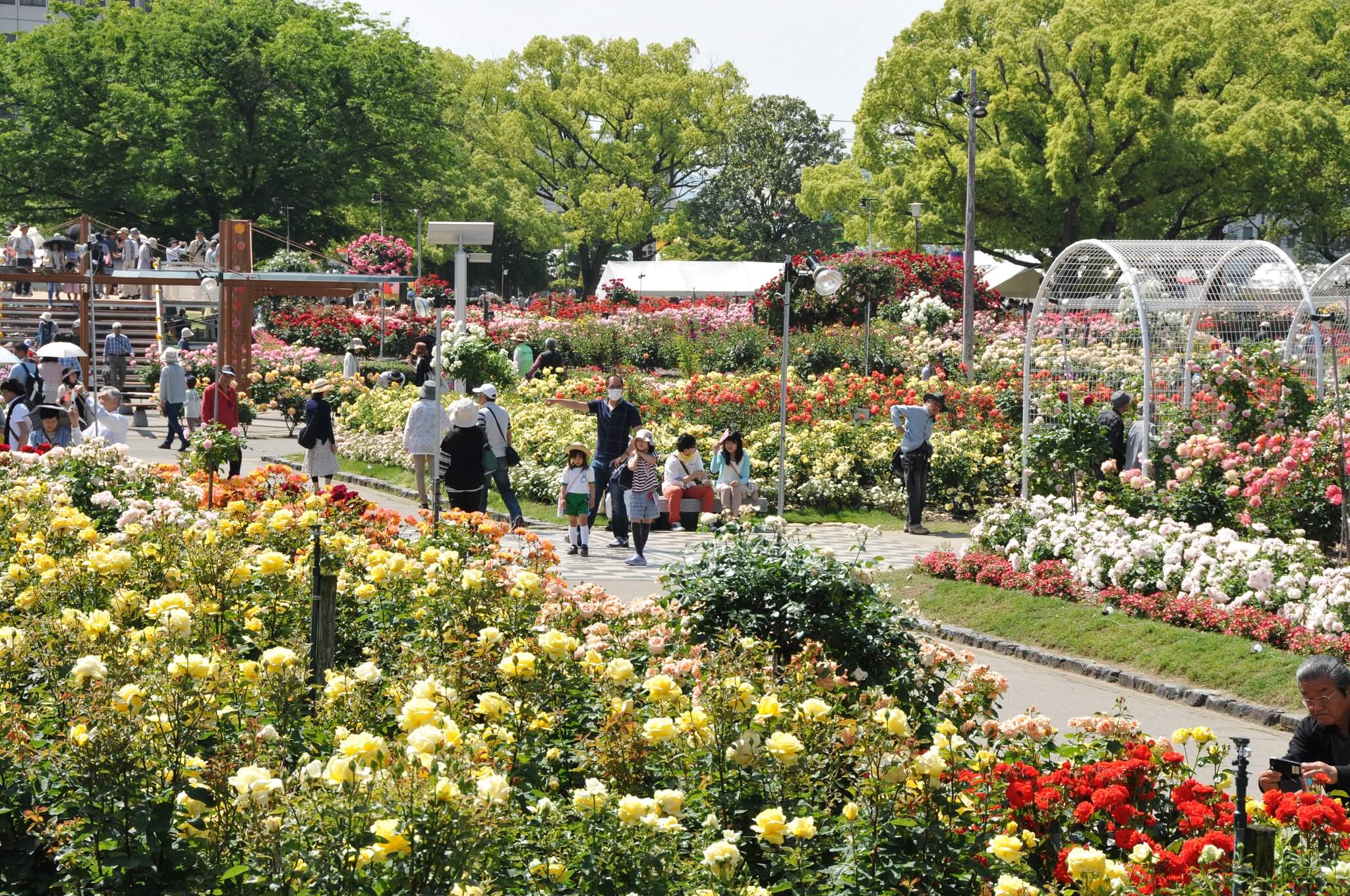 ＜近隣スポット：ばら公園＞
福寿会館から車で約8分

1956年、公園付近の住民がばらの苗約1,000本を植え付けたのがはじまり。
2024年にはリニューアルオープンを迎え、ばらは670種、7,000本に増え市民の憩いの場となっています。5月中旬～下旬に見頃を迎えます。
