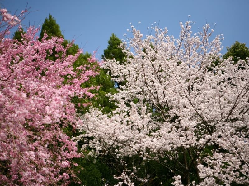 早春に花をつける風情ある景色
