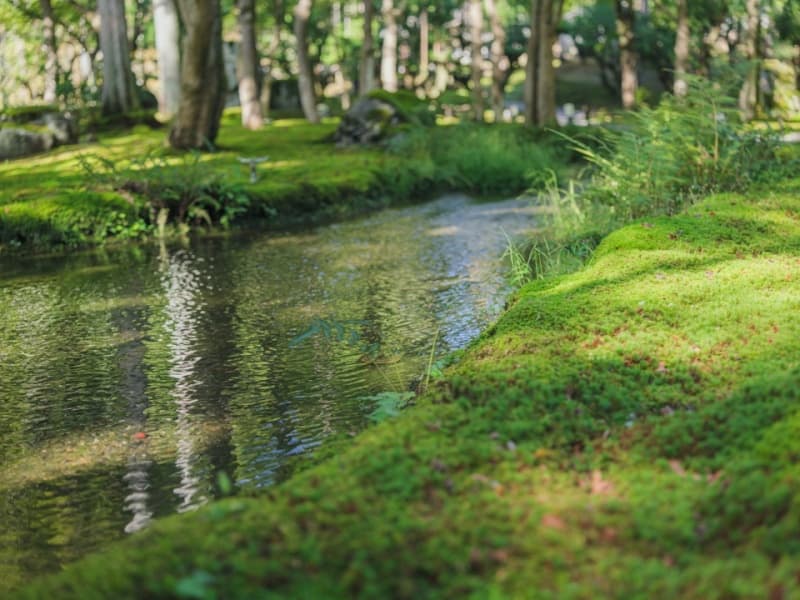 澄んだ水と緑に心癒される庭園