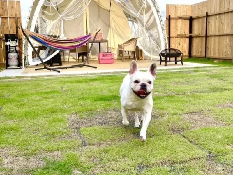 愛犬と一緒に走り回れる、広々プライベートドッグラン