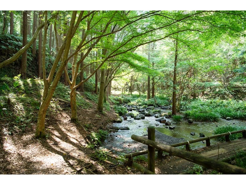 富士山からの湧水のせせらぎ。施設のすぐ裏手にあり、散策路が整備されています。