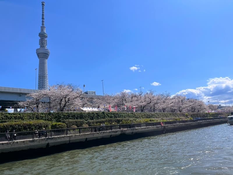お花見クルージングも