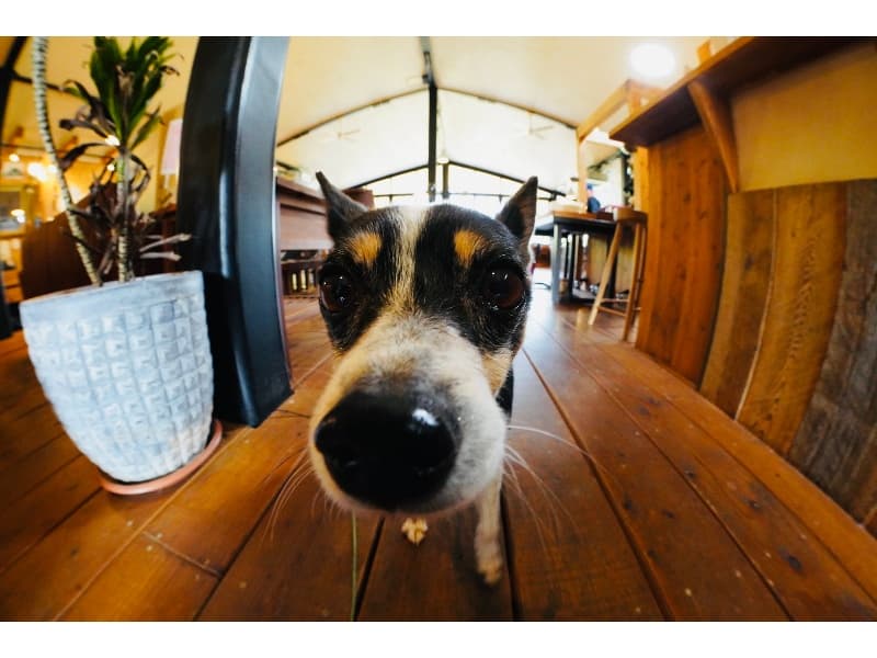 看板犬ジュネ