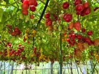 無農薬栽培の農園のトマト