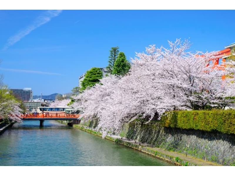 至るところに見事な桜が拝観できます