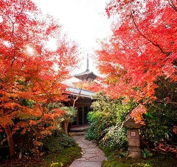 ■庭園からの景色
庭園から望むことが出来る八坂の塔は、四季折々で雰囲気が違い、さまざまな景色が楽しめます。