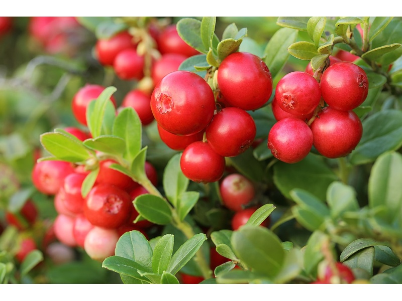 【ベジタリアン対応コース】お肉やお魚が召し上がれない方向けのメニューをご用意致しました。飲み放題付き6,000円～。立食でも対応可能です。