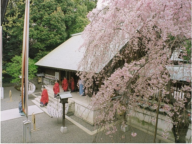 【春の乃木神社】