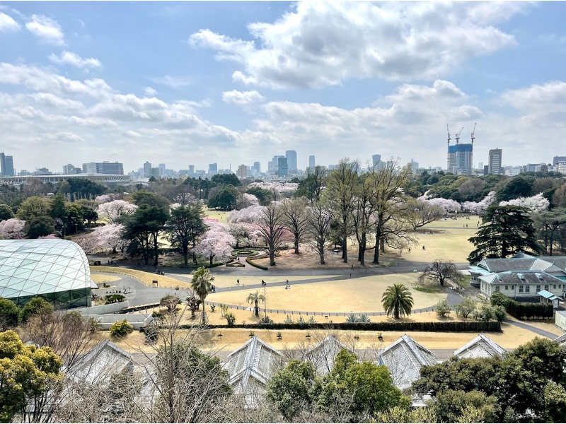 【桜のシーズンの新宿御苑】 - TIME SHARING  新宿御苑前 壱丁目参番館1001の写真