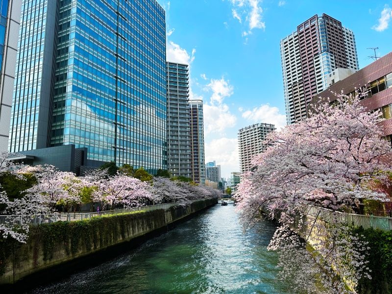 目黒川の桜