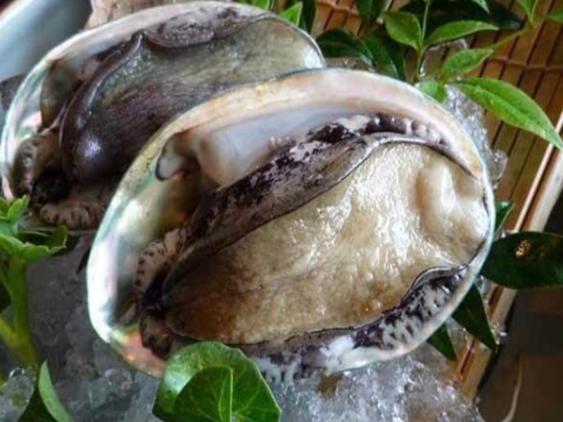 季節のお料理グレードアップ会席プラン
初夏：天領岩牡蠣