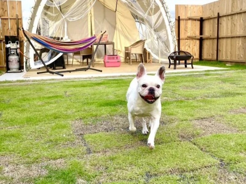 愛犬と一緒に走り回れる、広々プライベートドッグラン