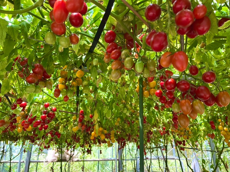 無農薬栽培の農園のトマト