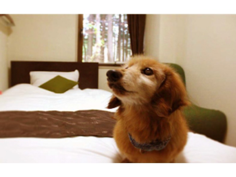 ペットと一緒に泊まる、ワンちゃん、猫ちゃん、その他。