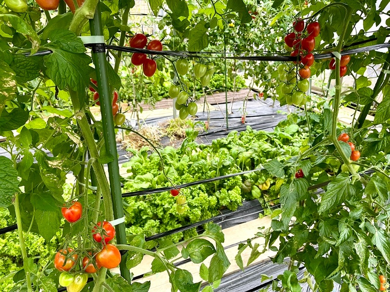 無農薬栽培の農園のトマト&野菜