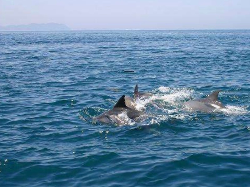 イルカウォッチングプランあります！