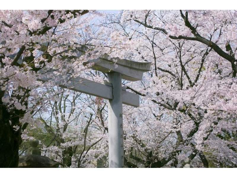 お花見さくらフェア「お花見弁当プラン」
桜舞う季節にお花見会食はいかがでしょうか。