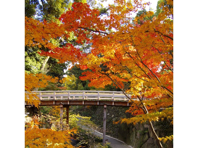 11月下旬～12月上旬頃
徳川園は紅葉が見頃。
四季によって様々な趣きを見せてくれます。