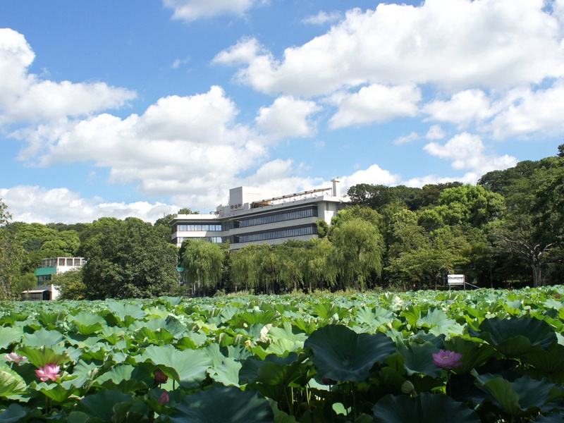 【初夏の不忍池からの眺め】