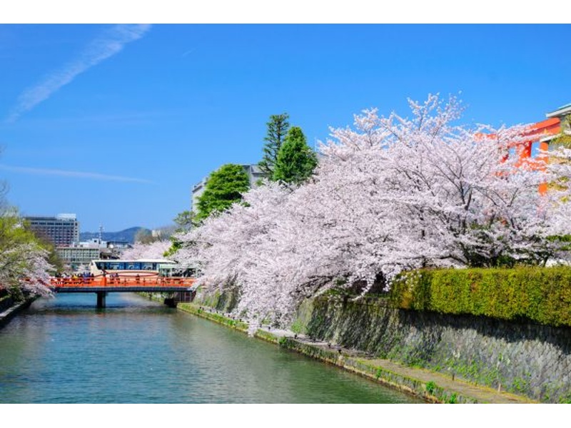 至るところに見事な桜が拝観できます