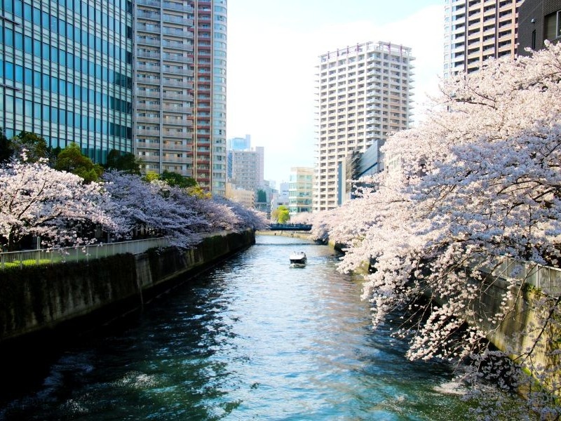 目黒川の桜