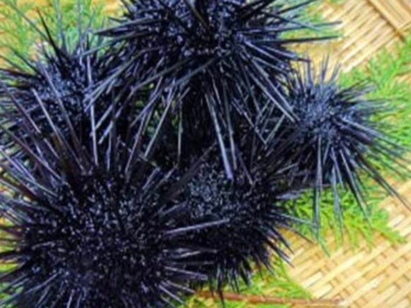 季節のお料理グレードアップ会席プラン
春：ムラサキウニ