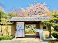 春は見事な桜がお出迎え